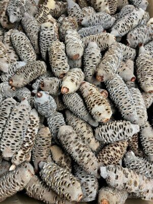 Banksia Nut