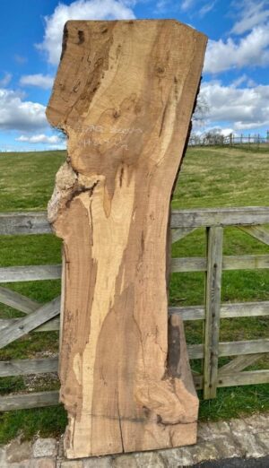 SPALTED BEECH