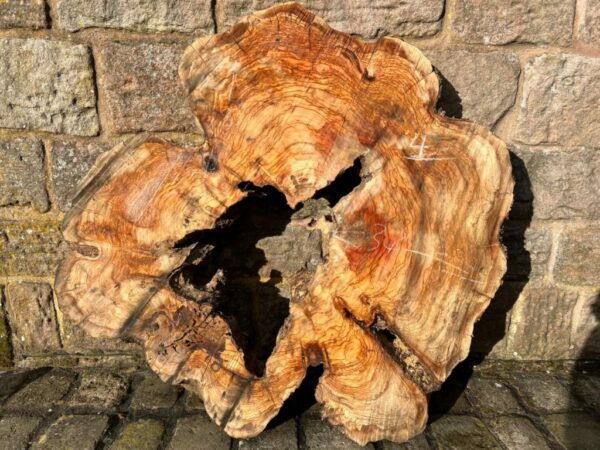 Olivewood  33" x 34" x 2" Approx- Part Seasoned - OL4