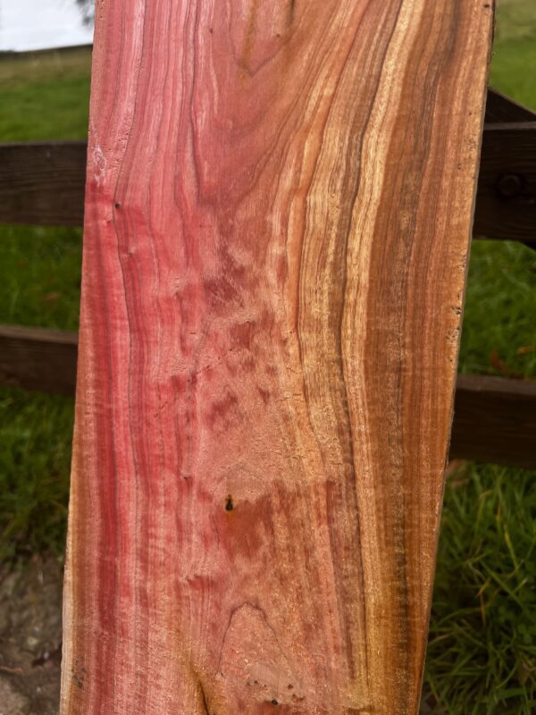 Pink Ivory
