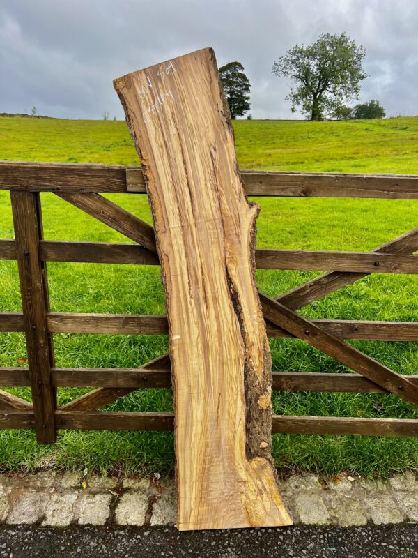 Olivewood