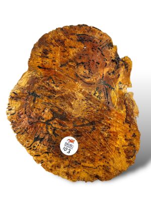 Salmon Gum Burl
