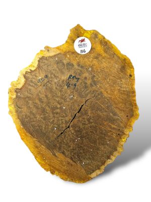 Red Mallee Burr