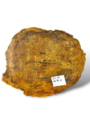 Salmon Gum Burl