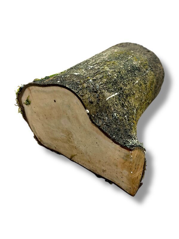 Holly