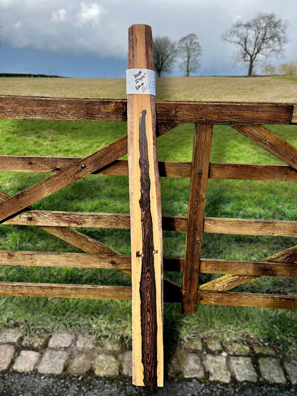 Bocote