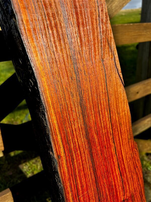 Mexican Cocobolo