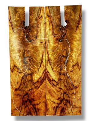 Camphor Laurel