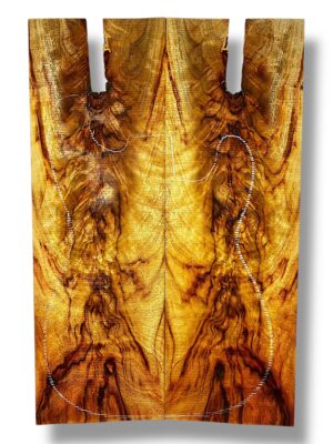 Camphor Laurel