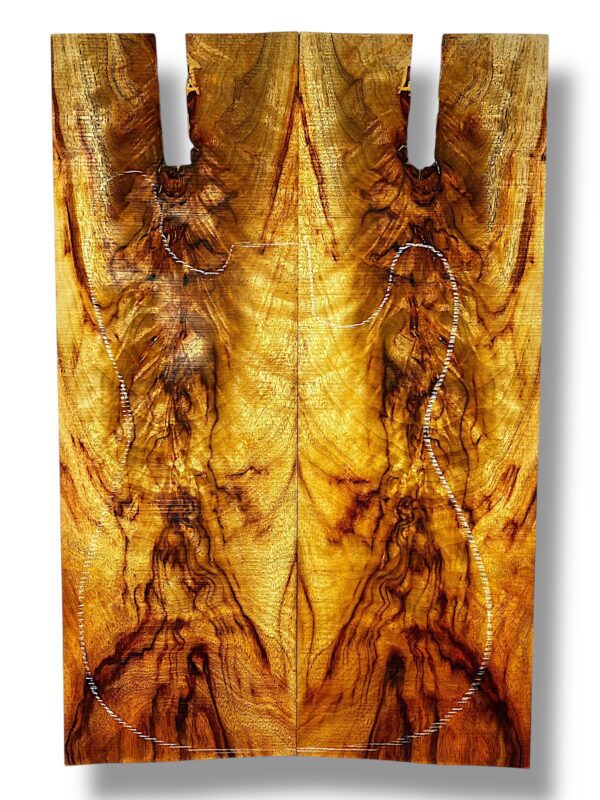 Camphor Laurel