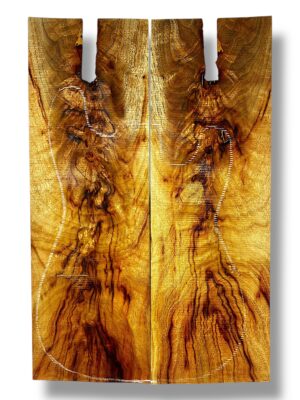 Camphor Laurel