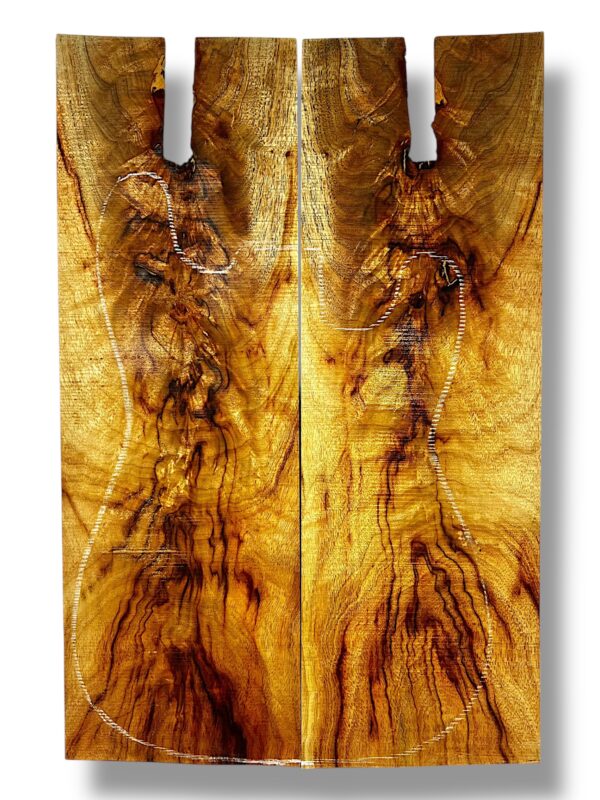 Camphor Laurel