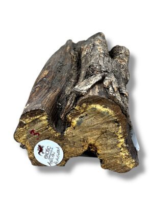 African Blackwood